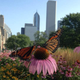 Monarchs in Chicago!